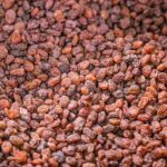 Bovaer Controversy in Denmark: Unpacking the Agritech Investment Risks Behind the Headlines