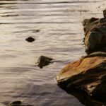 Elon Musk’s AI Revolution: How Artificial Intelligence Could Reshape Global Financial Markets