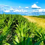 EU’s Biofuel Push in Aviation and Maritime: Investment Opportunities Amid Decarbonization Drive