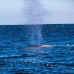 As Crypto Markets Cool, Institutional Whales Are Quietly Accumulating – Here’s How We Know