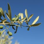 How Olive Oil Fraud Undermines Global Food Markets and Agricultural Investment