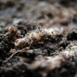 Soil as a Carbon Asset: Unlocking the Hidden Potential in Climate-Focused Investing
